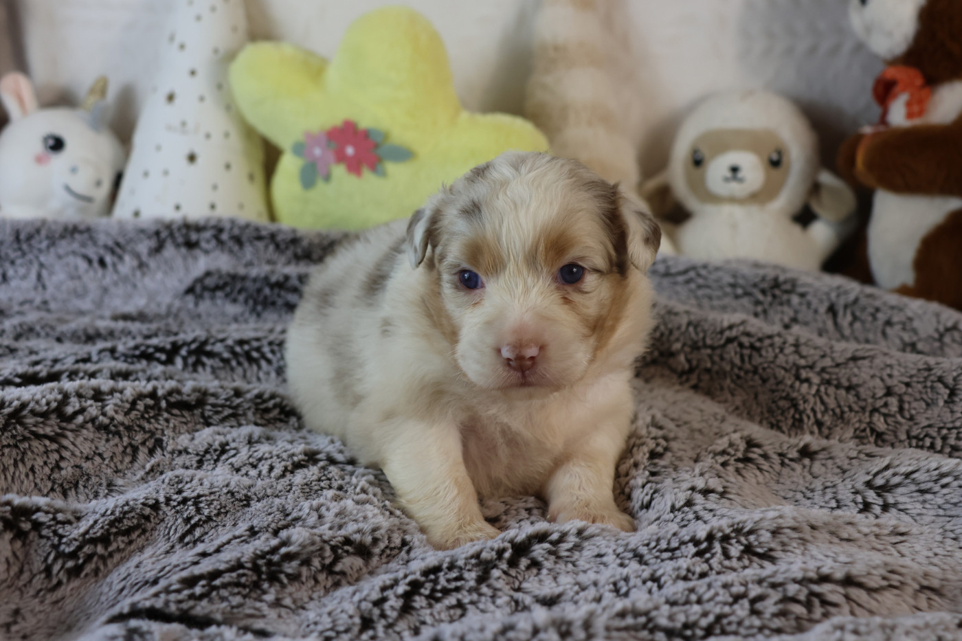 des Gardiens d'Hadès - Chiots disponibles - Berger Australien