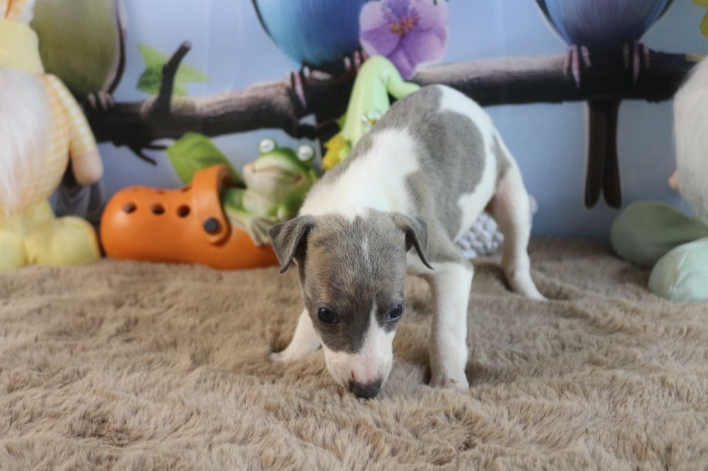 des Gardiens d'Hadès - Chiots disponibles - Whippet