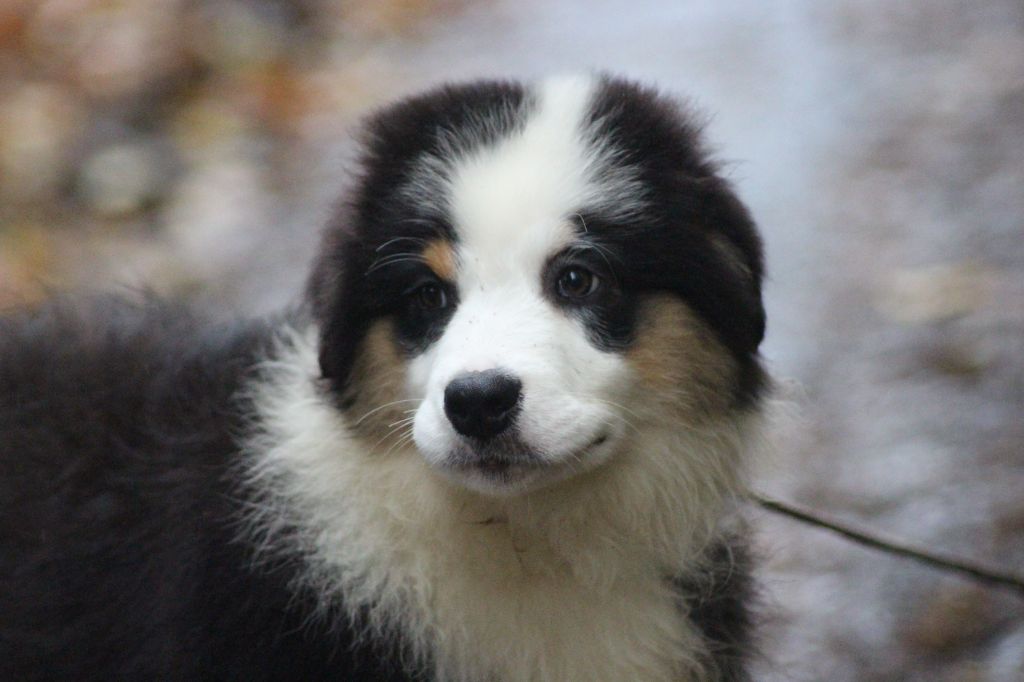 Chiot Berger Australien des Gardiens d'Hadès