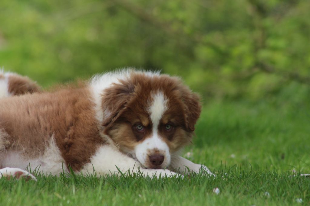 Chiot Berger Australien des Gardiens d'Hadès