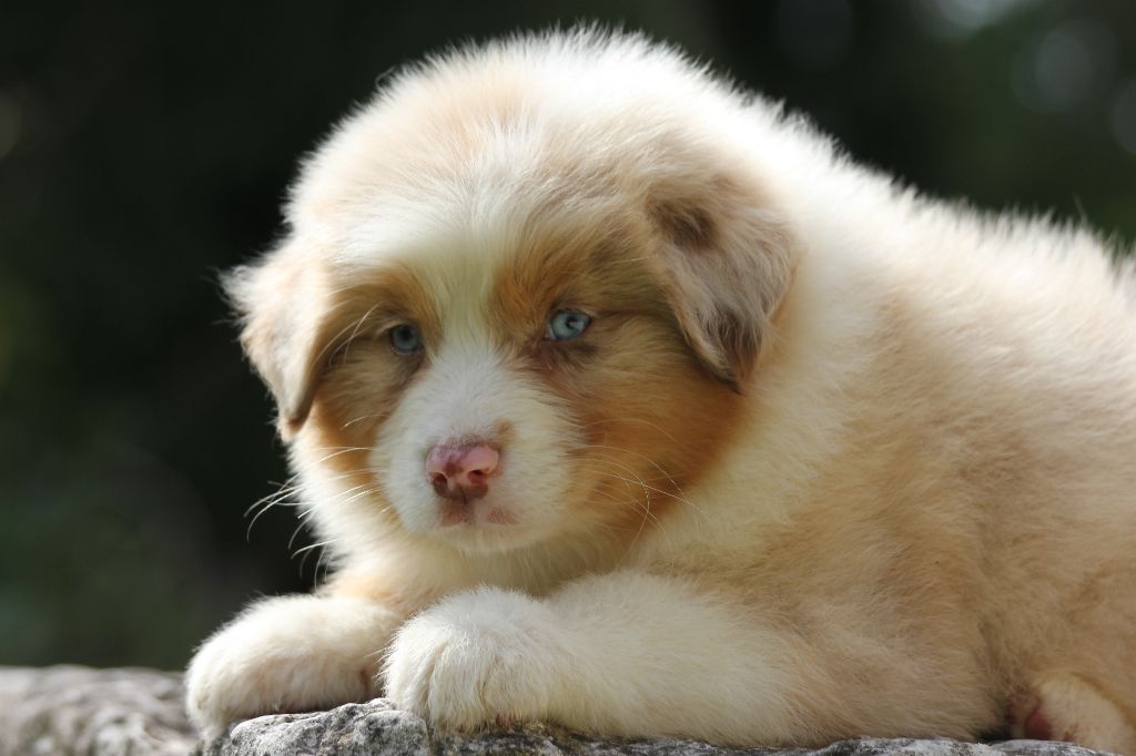 Chiot Berger Australien des Gardiens d'Hadès