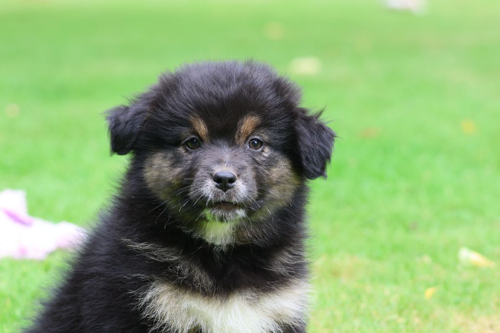 des Gardiens d'Hadès - Chiots disponibles - Berger Australien