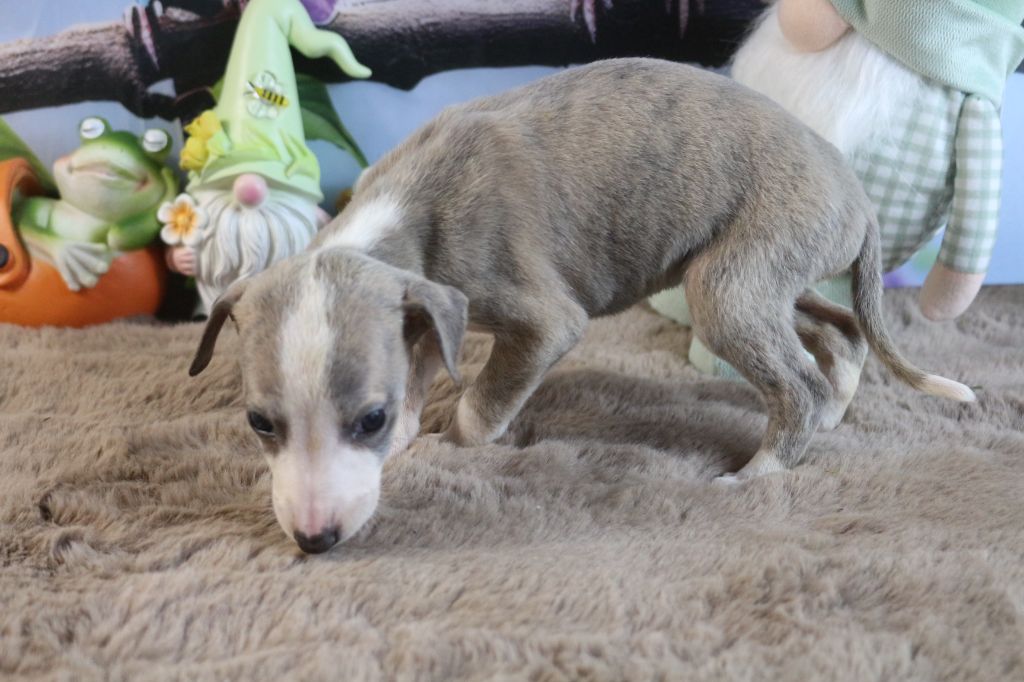 des Gardiens d'Hadès - Chiots disponibles - Whippet