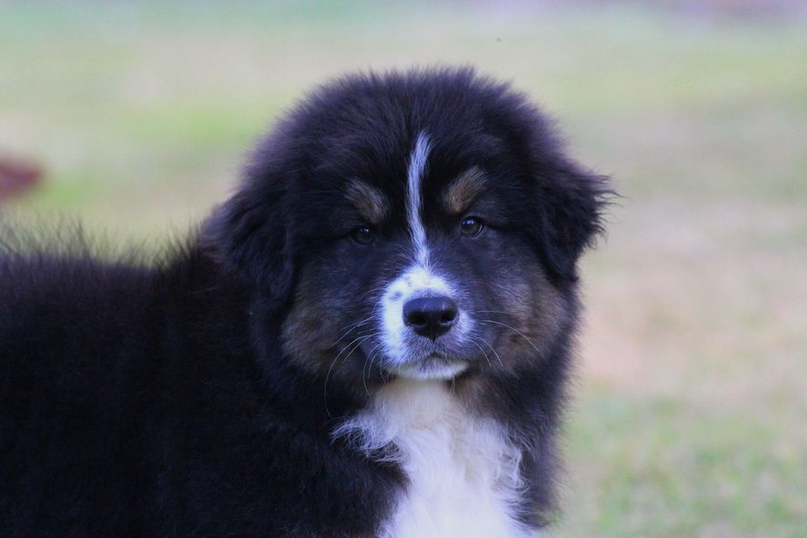 Chiot Berger Australien des Gardiens d'Hadès