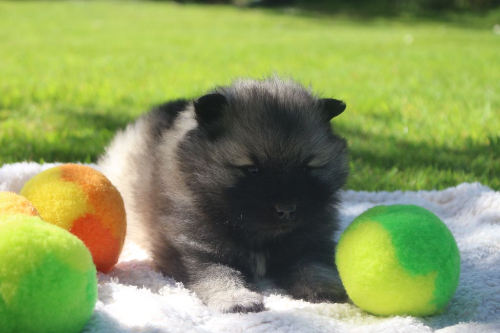 des Gardiens d'Hadès - Chiots disponibles - Spitz allemand