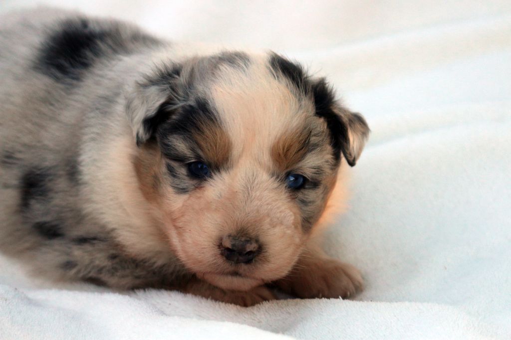des Gardiens d'Hadès - Chiots disponibles - Berger Australien