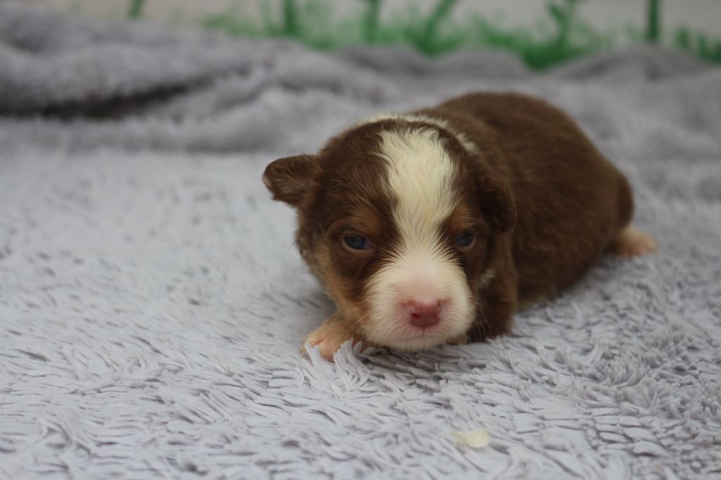 des Gardiens d'Hadès - Chiots disponibles - Berger Australien