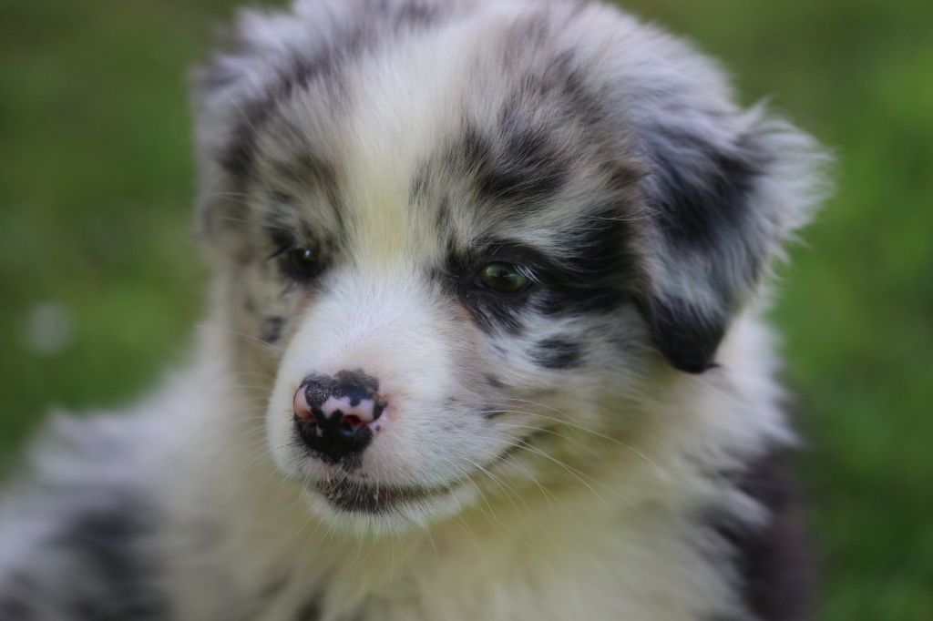 des Gardiens d'Hadès - Chiots disponibles - Berger Australien