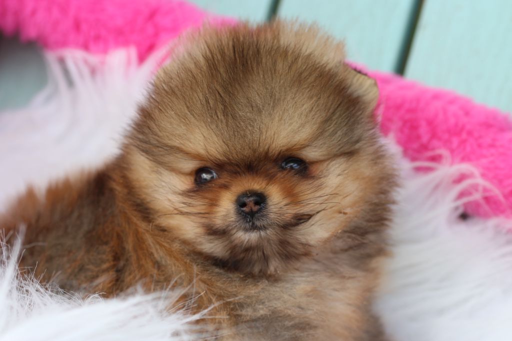 des Gardiens d'Hadès - Chiots disponibles - Spitz allemand
