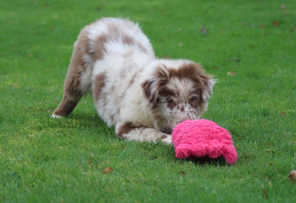 Chiot Berger Australien des Gardiens d'Hadès
