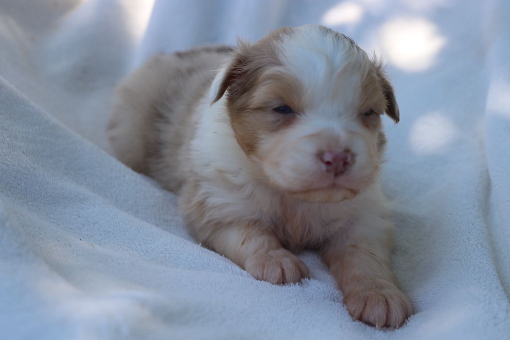 des Gardiens d'Hadès - Chiots disponibles - Berger Australien