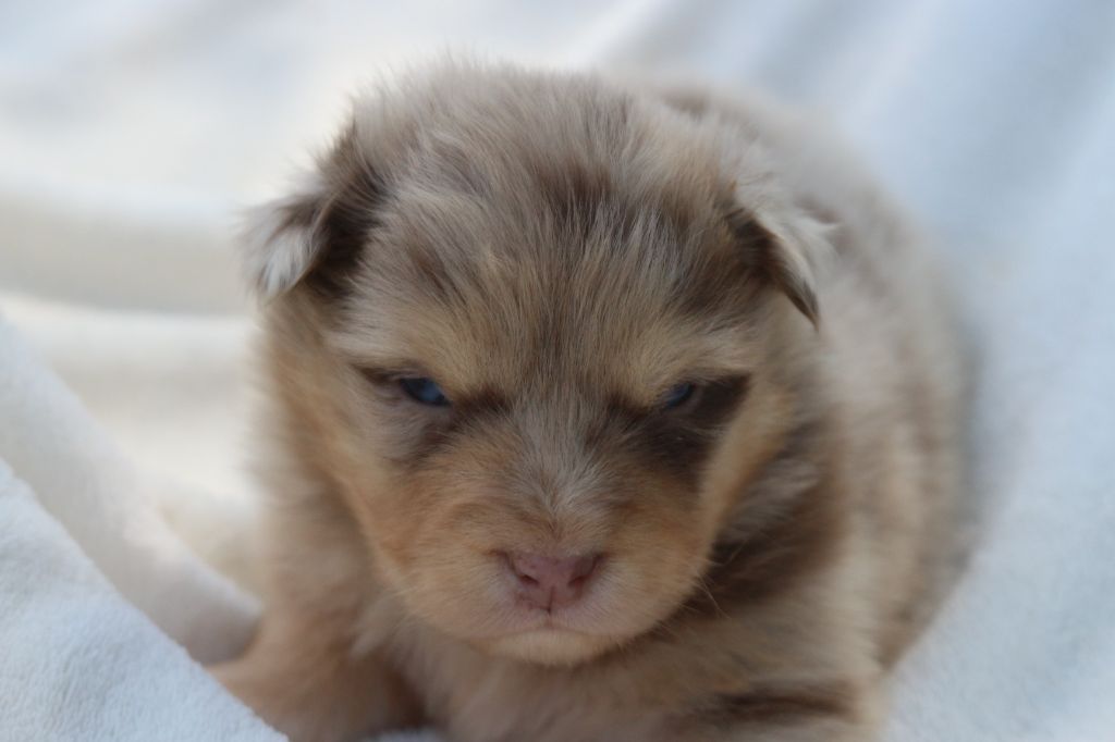 des Gardiens d'Hadès - Chiots disponibles - Berger Australien