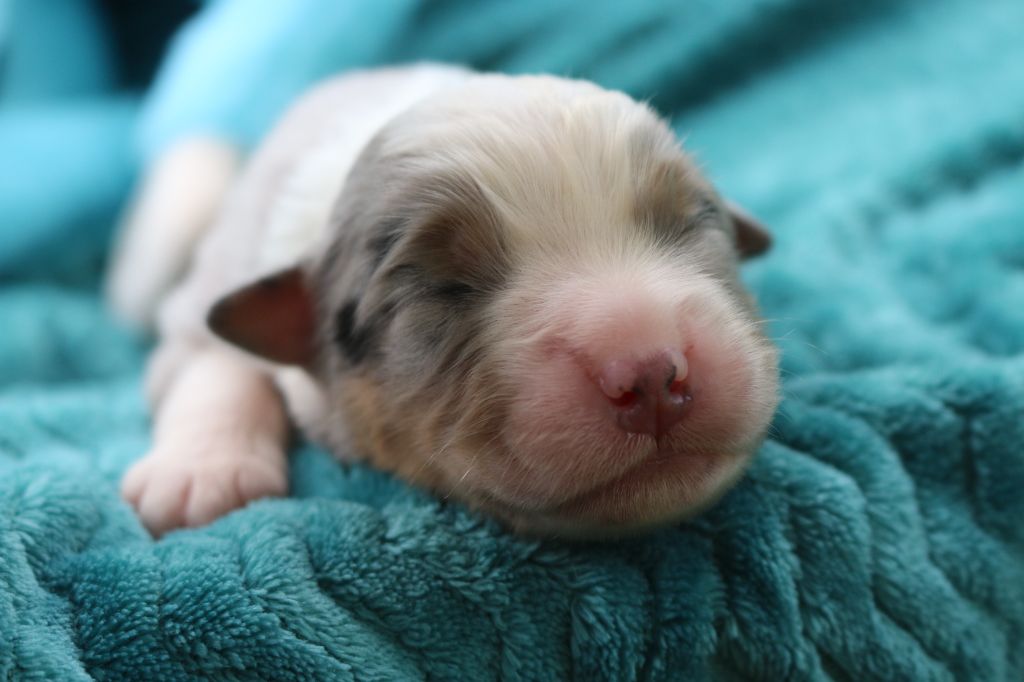 des Gardiens d'Hadès - Chiots disponibles - Berger Australien