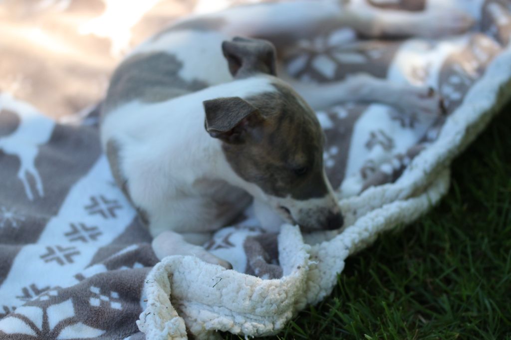 des Gardiens d'Hadès - Chiots disponibles - Whippet