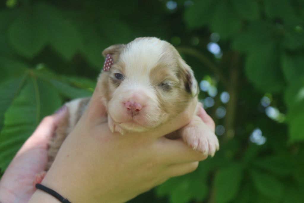 des Gardiens d'Hadès - Chiots disponibles - Berger Australien