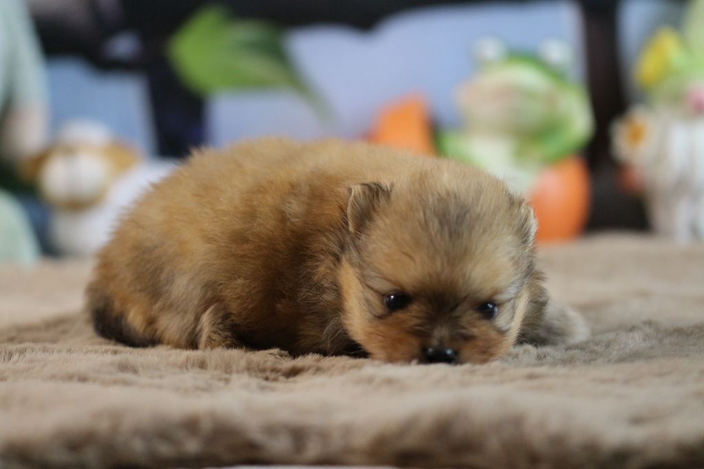 des Gardiens d'Hadès - Chiots disponibles - Spitz allemand