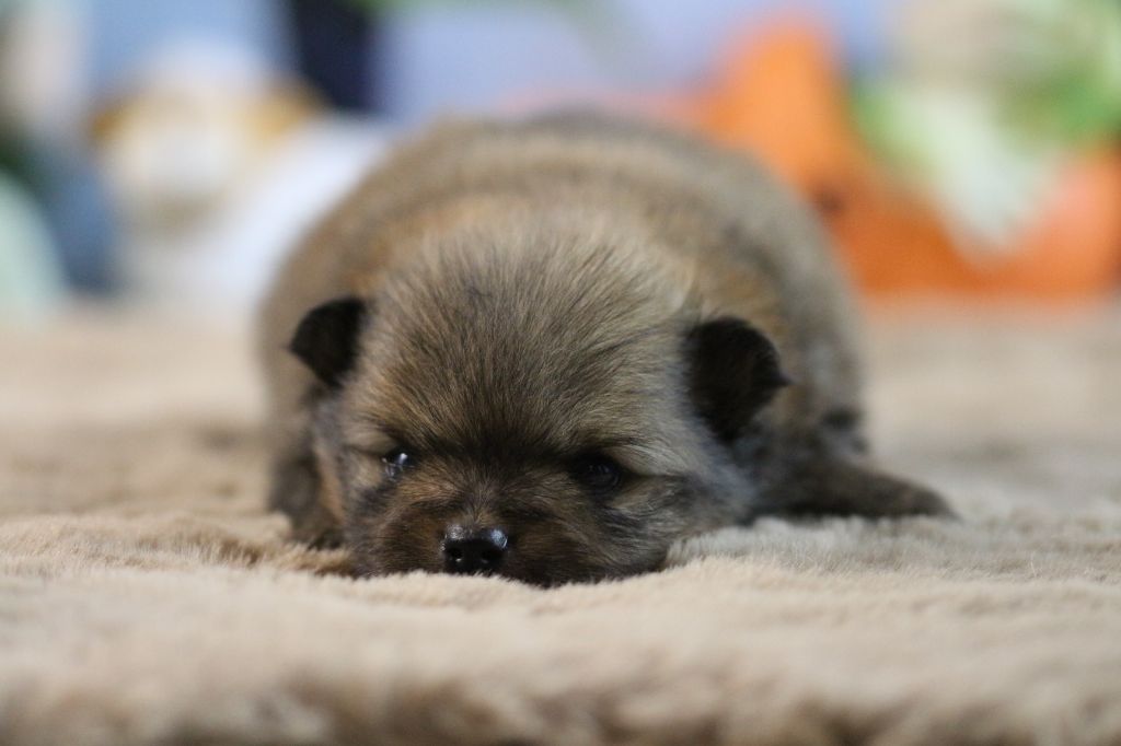 des Gardiens d'Hadès - Chiots disponibles - Spitz allemand