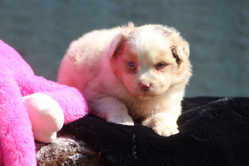 des Gardiens d'Hadès - Chiots disponibles - Berger Australien
