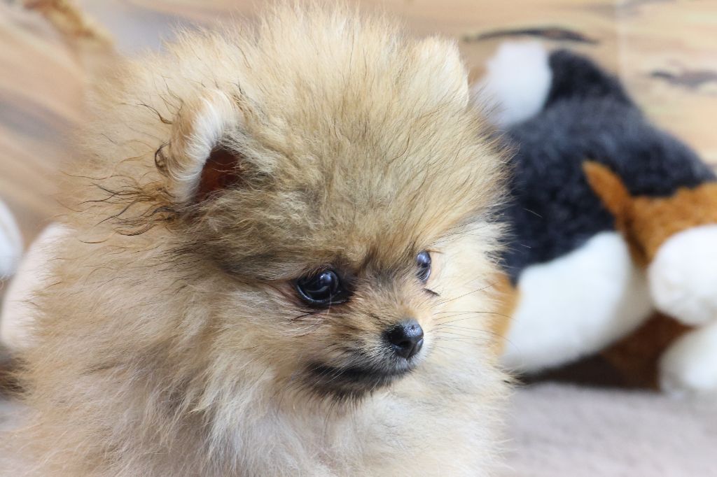 des Gardiens d'Hadès - Chiots disponibles - Spitz allemand