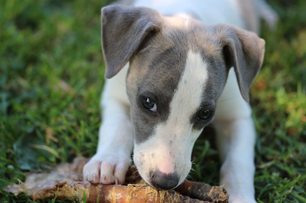 des Gardiens d'Hadès - Chiots disponibles - Whippet