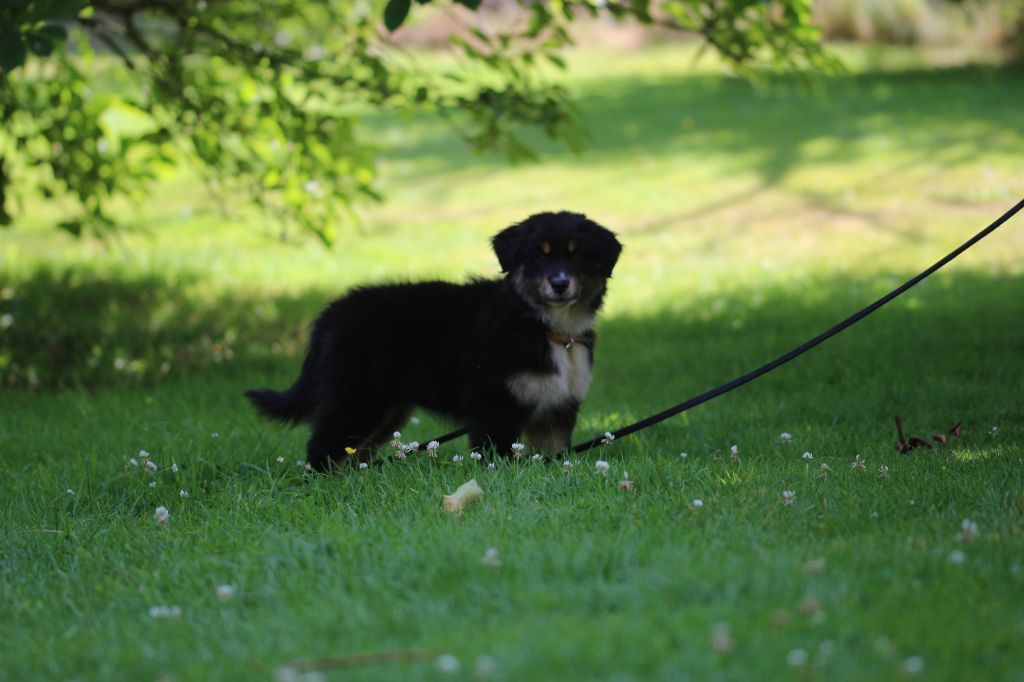 des Gardiens d'Hadès - Chiots disponibles - Berger Australien