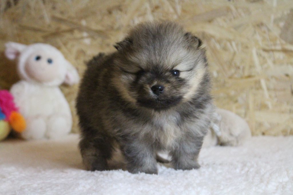 Chiot Spitz allemand des Gardiens d'Hadès