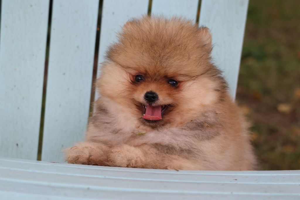 des Gardiens d'Hadès - Chiots disponibles - Spitz allemand