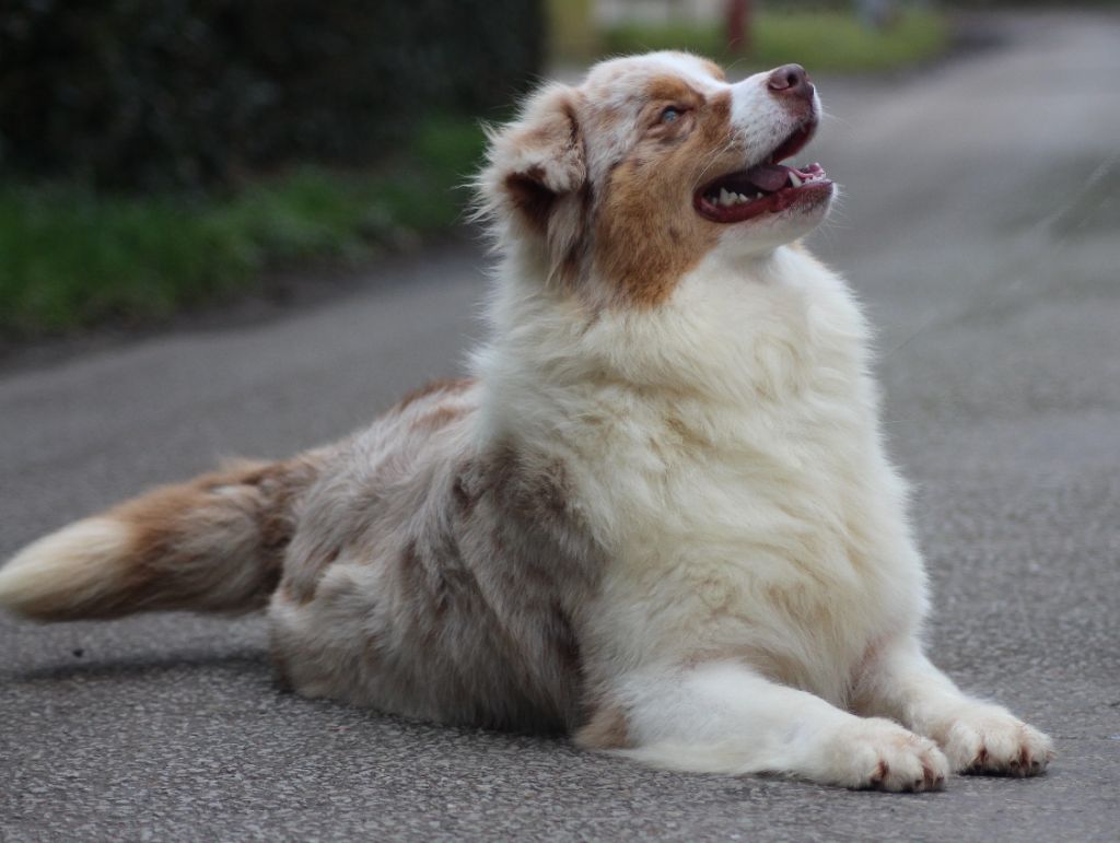 Chiot Berger Australien des Gardiens d'Hadès