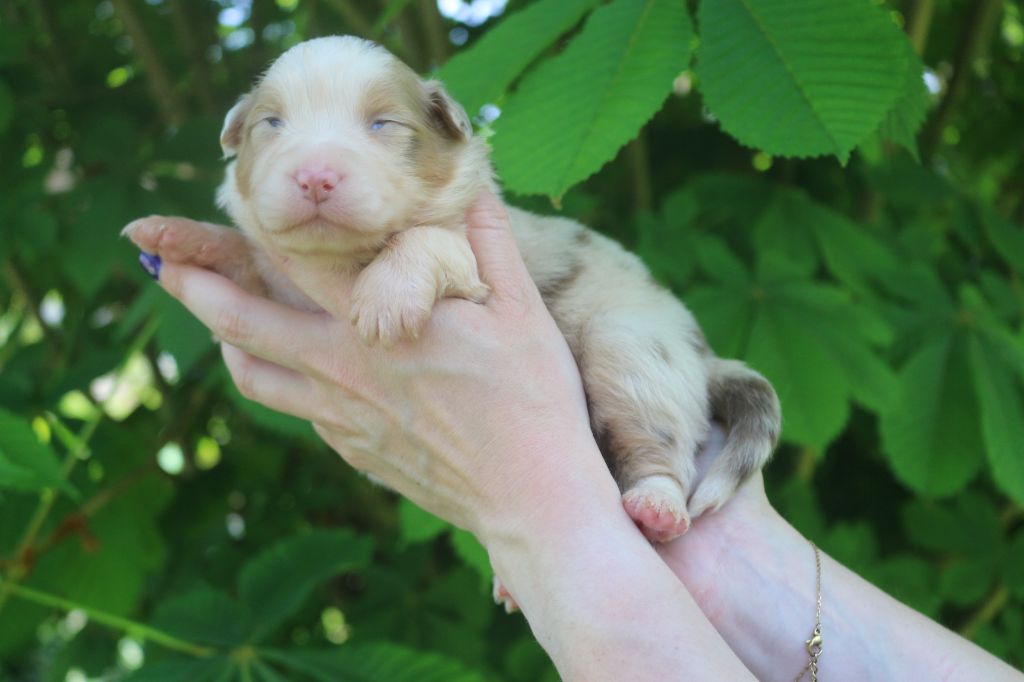 des Gardiens d'Hadès - Chiots disponibles - Berger Australien