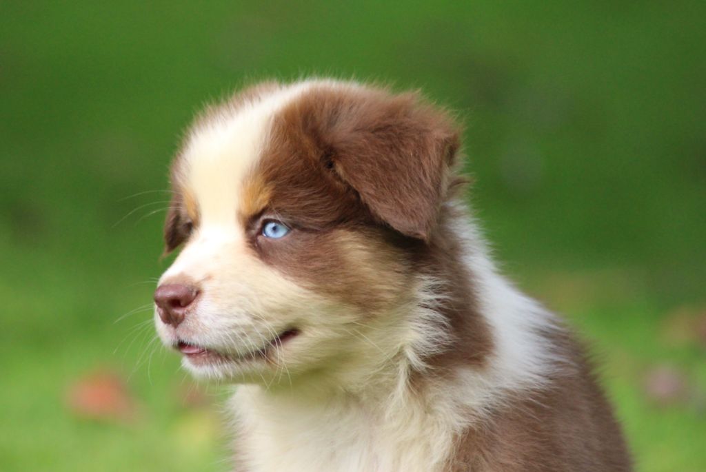 Chiot Berger Australien des Gardiens d'Hadès