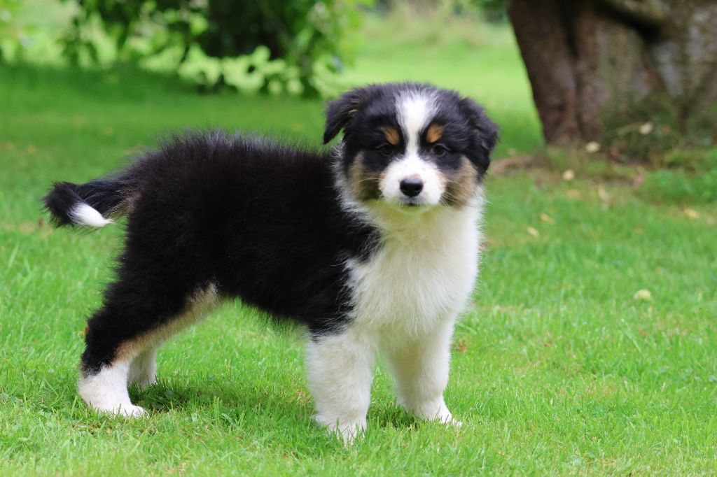 des Gardiens d'Hadès - Chiots disponibles - Berger Australien