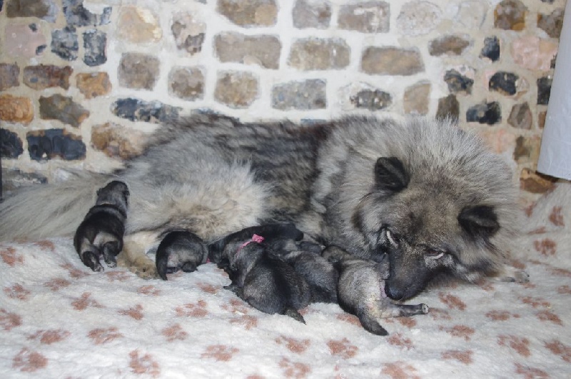 Chiot Spitz allemand des Gardiens d'Hadès