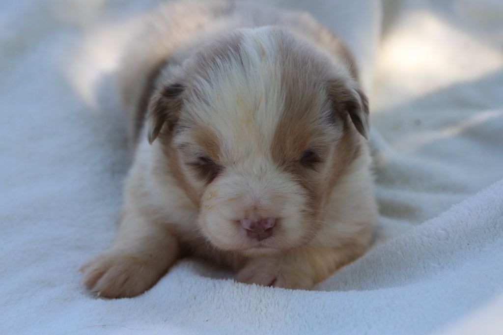 des Gardiens d'Hadès - Chiots disponibles - Berger Australien