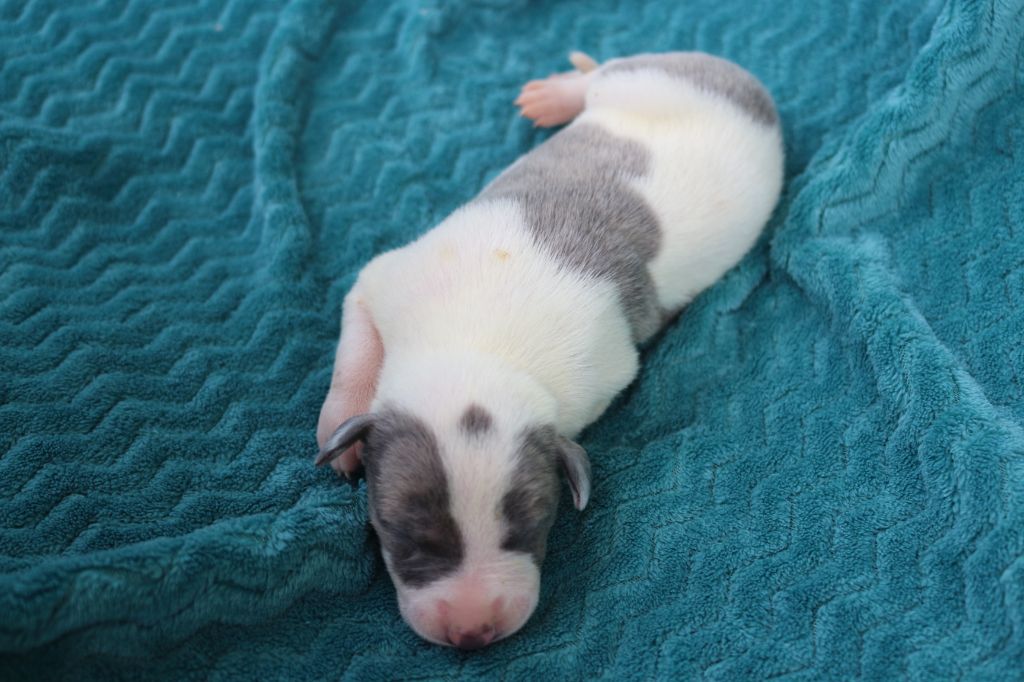 des Gardiens d'Hadès - Chiots disponibles - Whippet