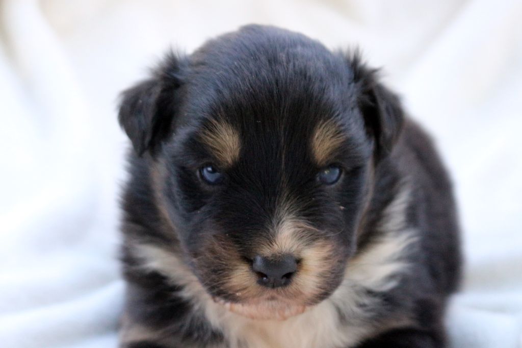 des Gardiens d'Hadès - Chiots disponibles - Berger Australien