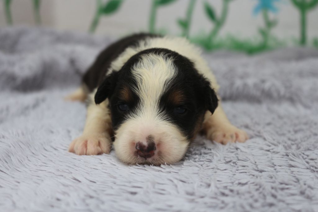 des Gardiens d'Hadès - Chiots disponibles - Berger Australien