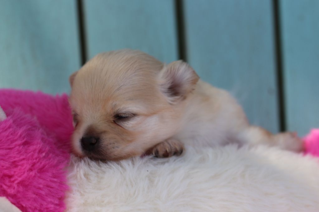 Chiot Spitz allemand des Gardiens d'Hadès