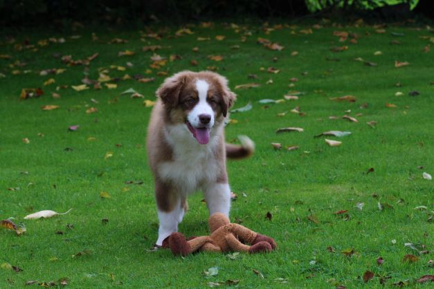 Chiot Berger Australien des Gardiens d'Hadès