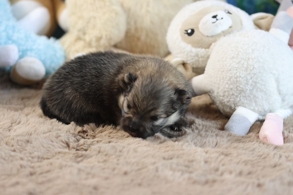des Gardiens d'Hadès - Chiots disponibles - Spitz allemand