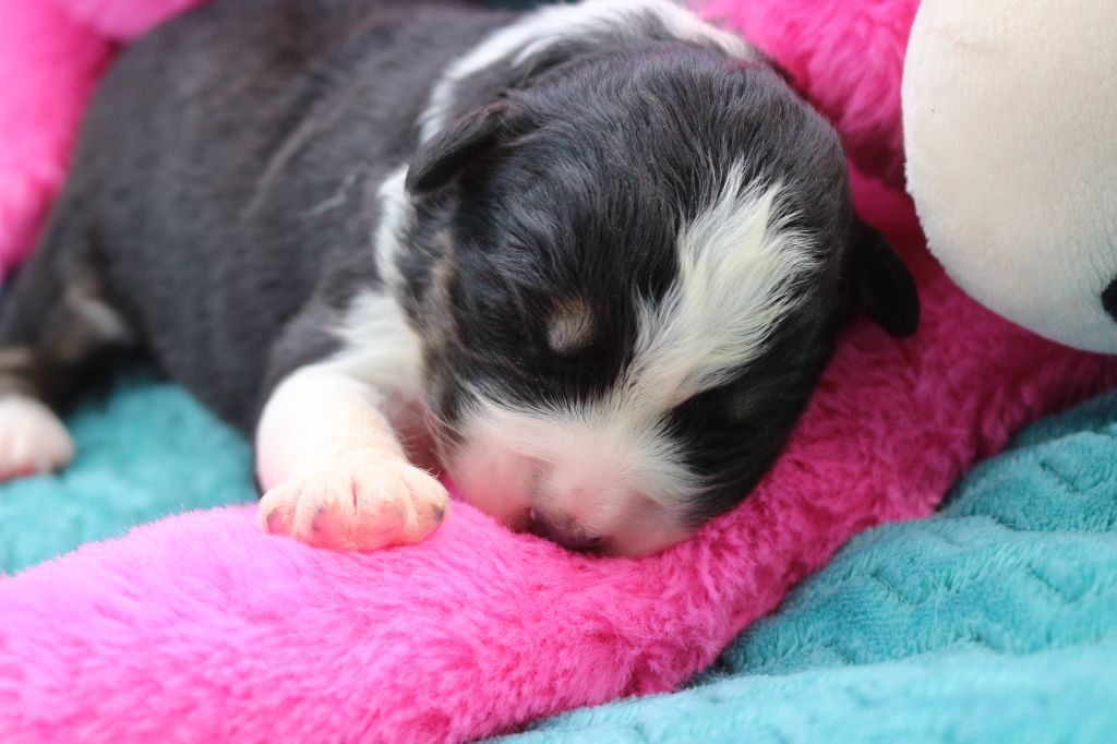 des Gardiens d'Hadès - Chiots disponibles - Berger Australien