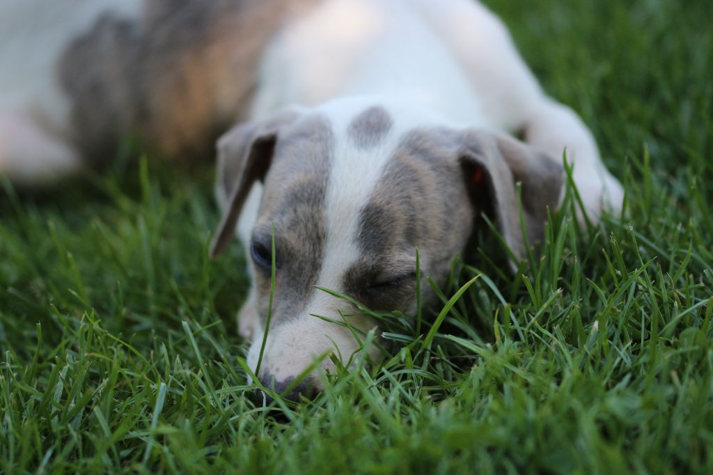 des Gardiens d'Hadès - Chiots disponibles - Whippet