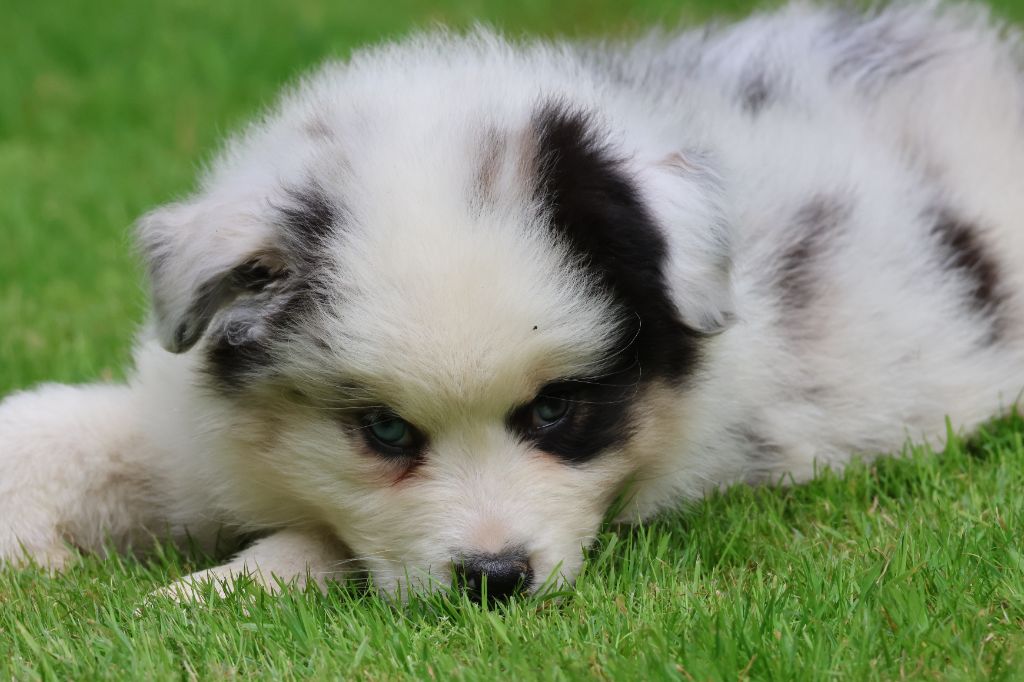 des Gardiens d'Hadès - Chiots disponibles - Berger Australien