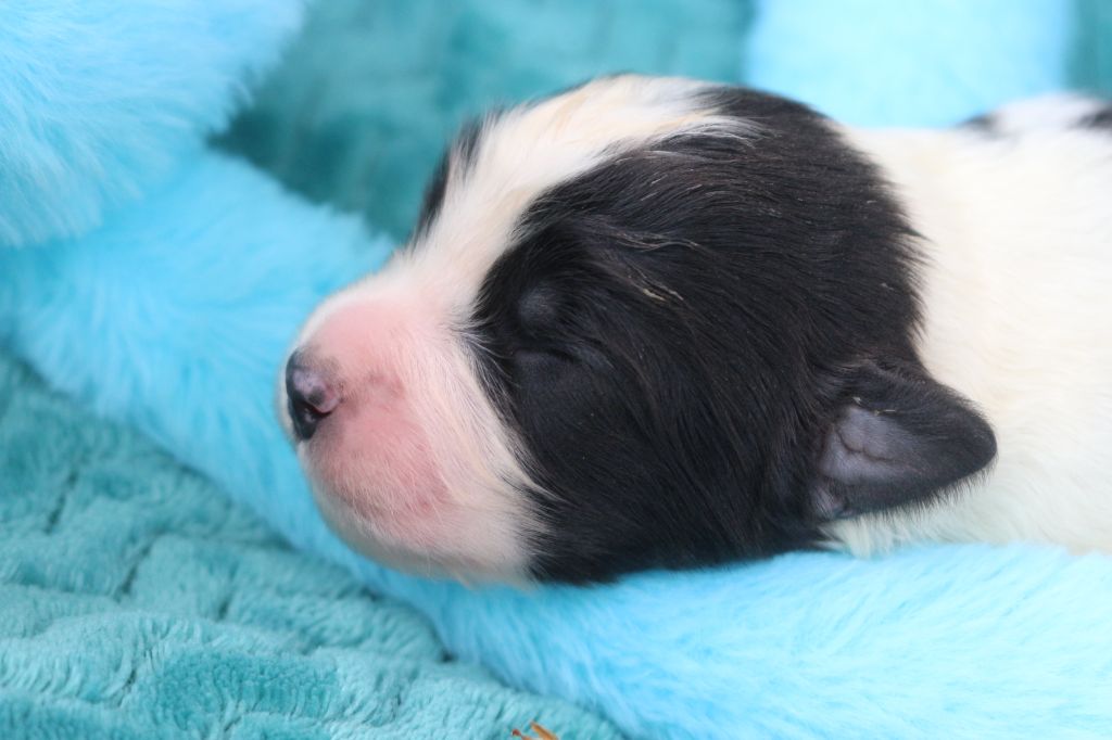 des Gardiens d'Hadès - Chiots disponibles - Berger Australien