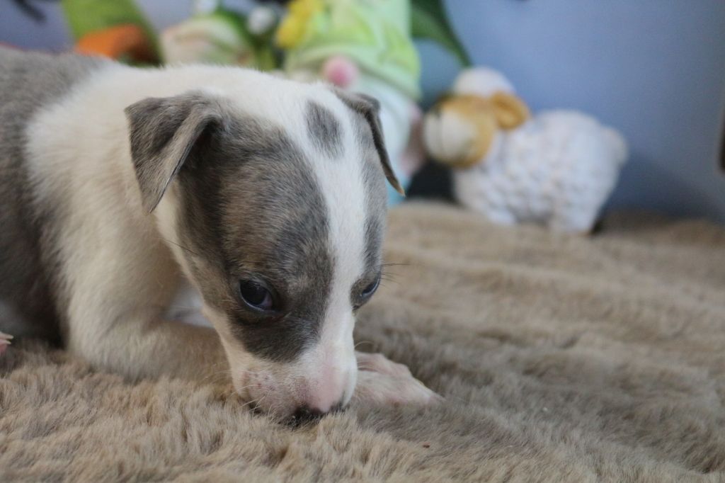 des Gardiens d'Hadès - Chiots disponibles - Whippet