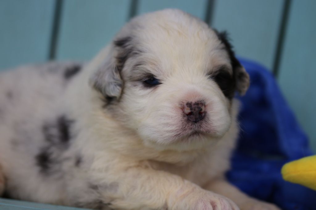des Gardiens d'Hadès - Chiots disponibles - Berger Australien