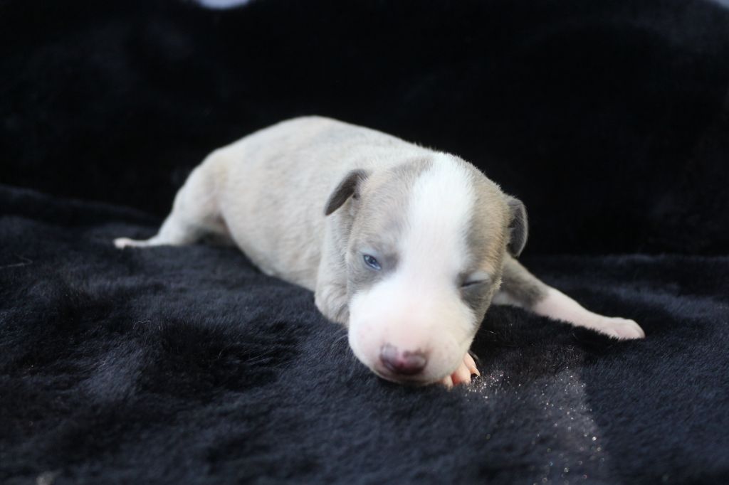 des Gardiens d'Hadès - Chiots disponibles - Whippet