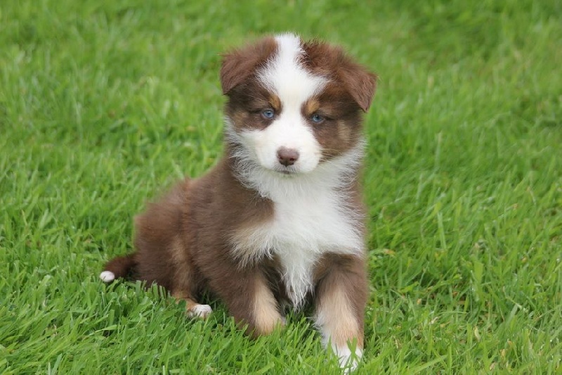 Chiot Berger Australien des Gardiens d'Hadès