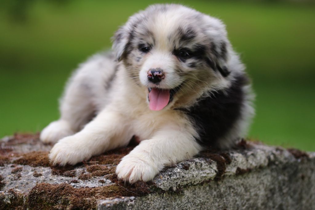 des Gardiens d'Hadès - Chiots disponibles - Berger Australien