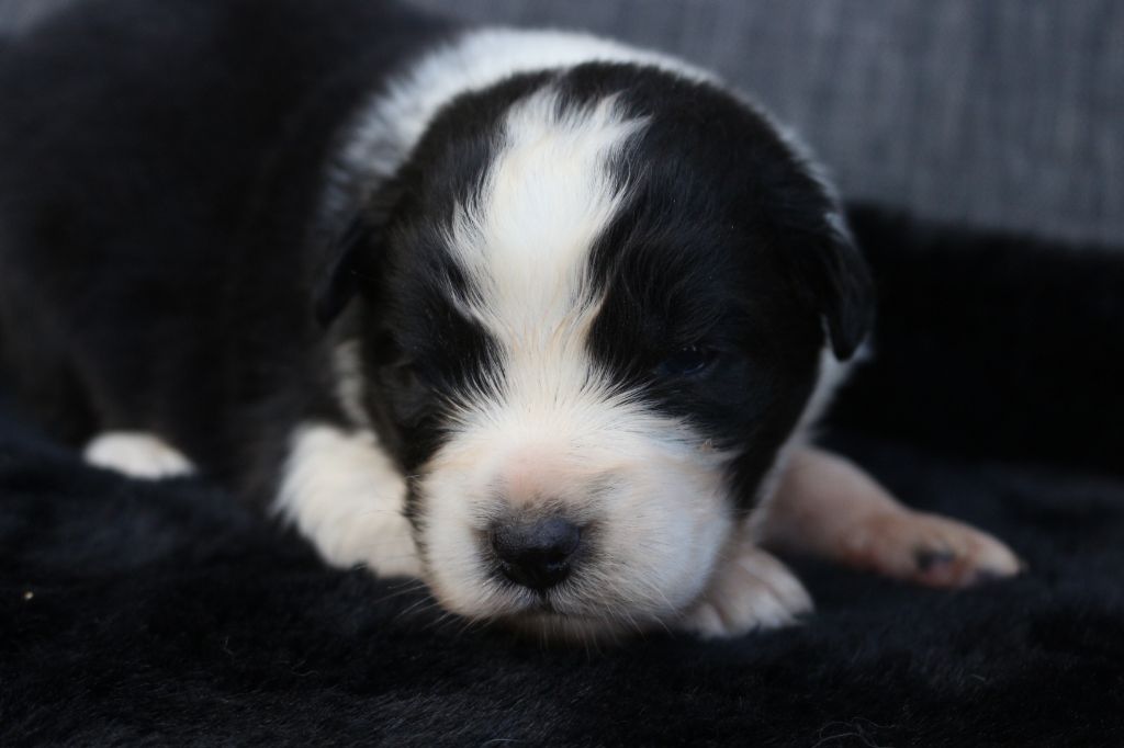 des Gardiens d'Hadès - Chiots disponibles - Berger Australien