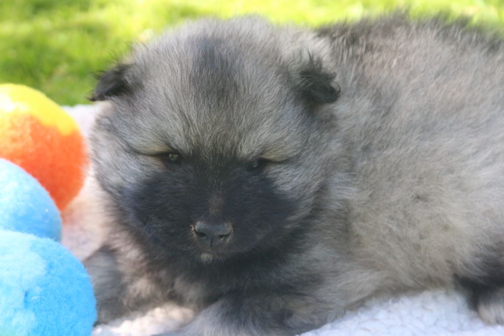 des Gardiens d'Hadès - Chiots disponibles - Spitz allemand